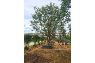 滁州精品樸樹(shù)價(jià)格、苗木假植方法及注意事項(xiàng)詳解