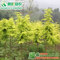 苗木 生命的起點(diǎn)與希望的象征