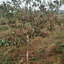 山西運(yùn)城一卓苗木合作社 專(zhuān)業(yè)苗木供應(yīng)服務(wù)商