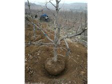 絳縣森之泉苗木種植專(zhuān)業(yè)合作社產(chǎn)品展示