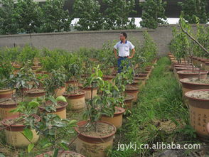 盆栽果樹(shù)樹(shù)苗 觀賞與種植的完美結(jié)合