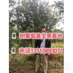 金華苗木 綠色產(chǎn)業(yè)的璀璨明珠