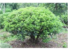 郴州市蘇仙區(qū)宏達(dá)草皮苗木基地產(chǎn)品展示 優(yōu)質(zhì)苗木，綠化首選