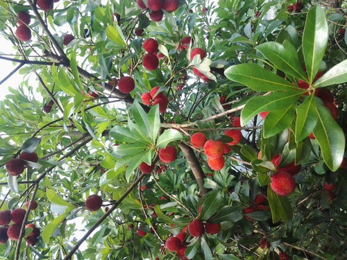 昆明市呈貢區(qū)欣榮苗圃產(chǎn)品展示 苗木