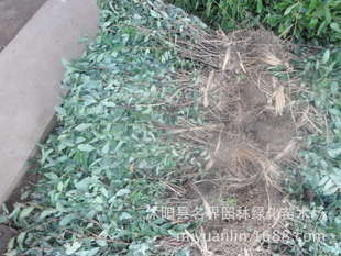 名界園林廠家常年供應灌木繡線菊——高品質苗木，專業指導價盡在農苗網