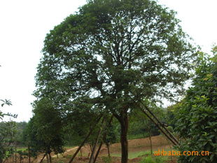 供應湖南優質八月桂苗木，盡在農苗網與瀏陽林子洲苗圃