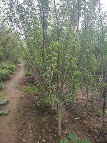 供應高質量綠梅苗木，打造完美園林景觀