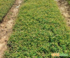 綠化苗木大量供應指南