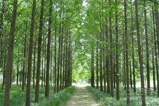 河南苗木產業概覽 主要基地與特色苗木盤點