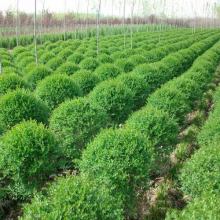 2019年綠化苗木市場行情與批發價格分析——基于第16頁園林網數據