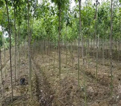 生態苗 苗木產業的新風口與行動指南