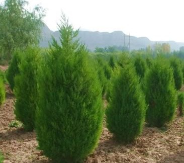 苗木防護 從選苗到養護的全方位管理指南